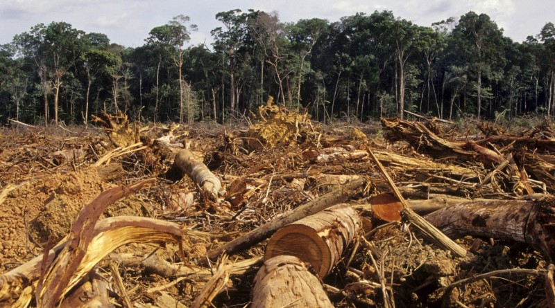 Rainforest Deforestation